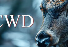 dead deer disposal