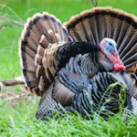 wildlife damage, wild turkey