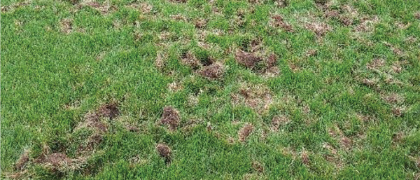 wildlife damage, lawn