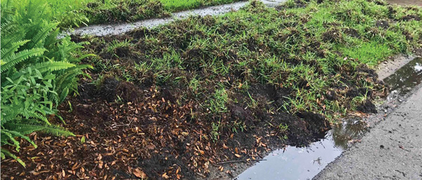 hog damage, lawn