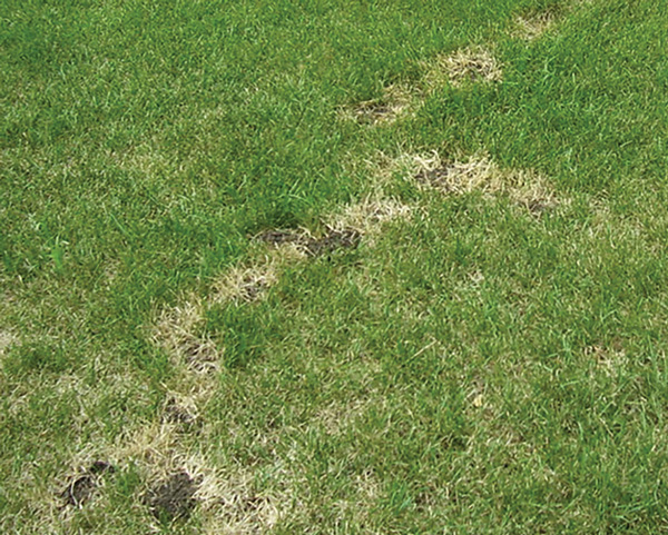 wildlife damage, lawn