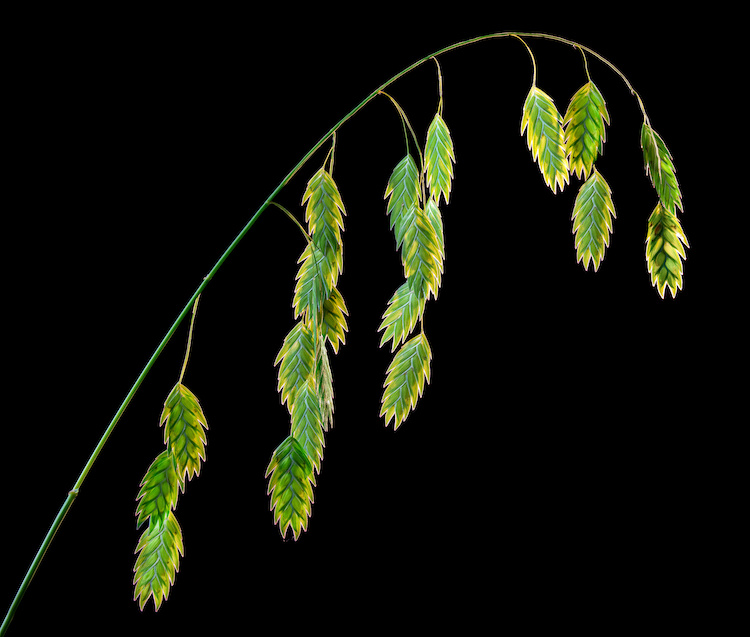 native seeds