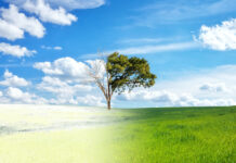 turfgrass in transition