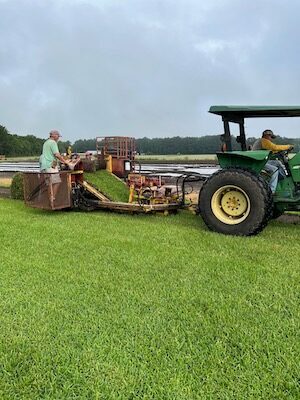 turfgrass in transition