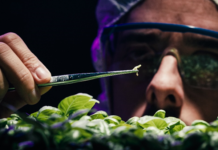 Plant pests