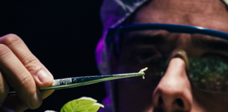 Plant pests