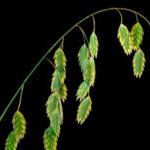 plants