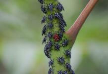 spotted lanternfly nymphs