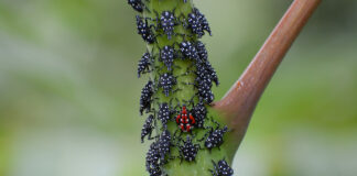 spotted lanternfly nymphs