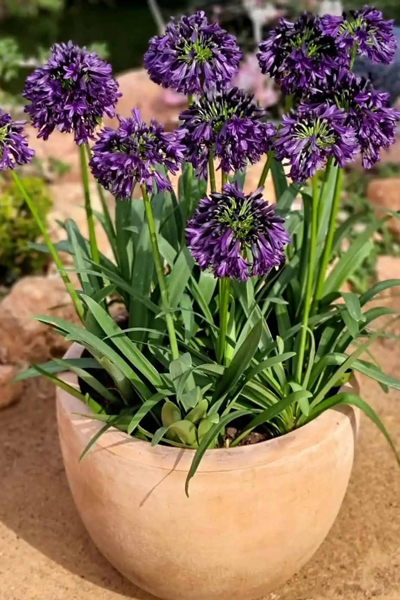 Agapanthus