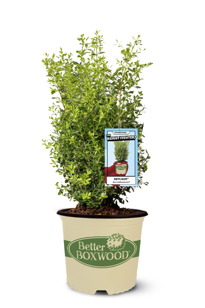 plant varieties