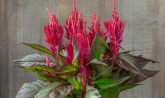 Celosia