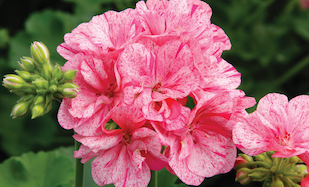plant varieties, Geranium Interspecific Big EEZE Pink Batik
