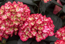 Hydrangea