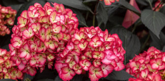 Hydrangea