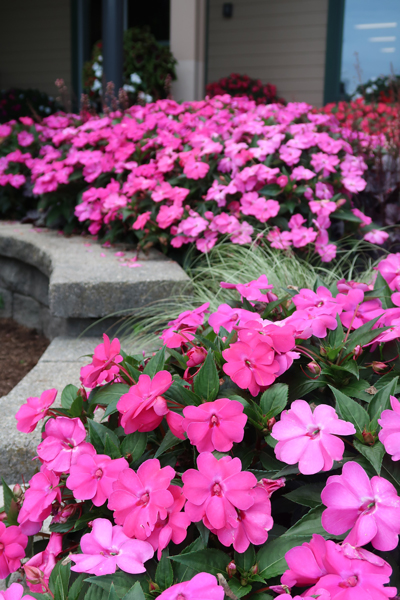 plant varieties