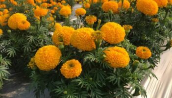 plant varieties, Marigold