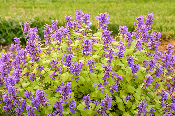 Nepeta Chartreuse
