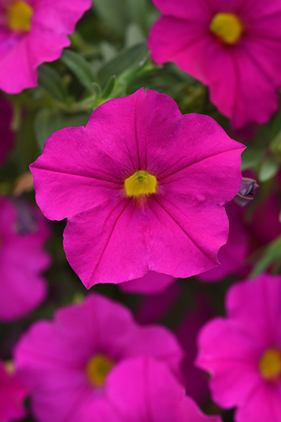 plant varieties
