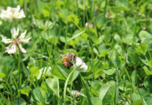 Pesticides and Pollinators
