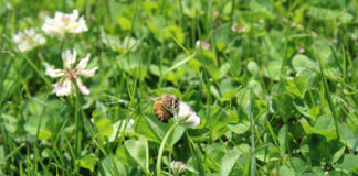 Pesticides and Pollinators
