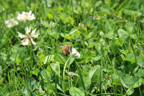 Pesticides and Pollinators