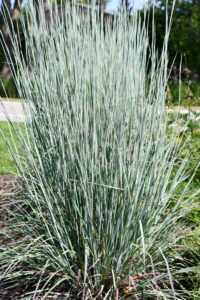 Schizachyrium scoparium ‘Sandhill’