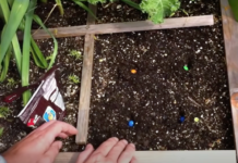 GrowVeg