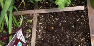 GrowVeg