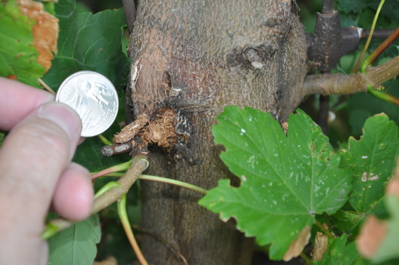 invasive insects
