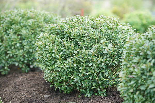 plant varieties