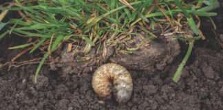 grub control
