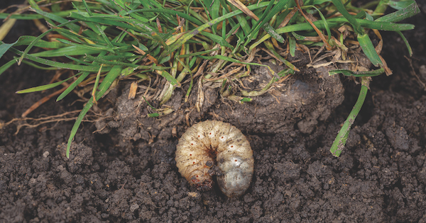 grub control