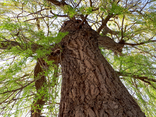 black willow tree