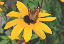 Specifying Landscape Plants