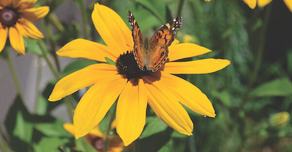 Specifying Landscape Plants