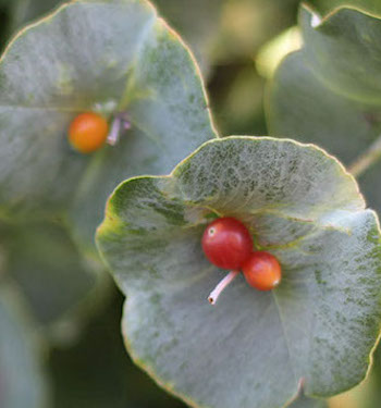 Kintzley's Ghost Honeysuckle