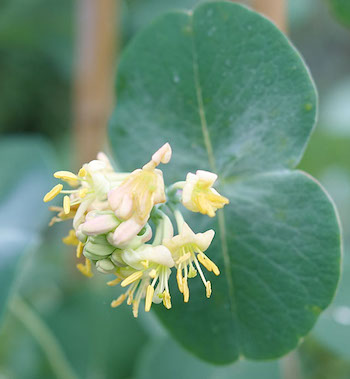 Kintzley's Ghost Honeysuckle