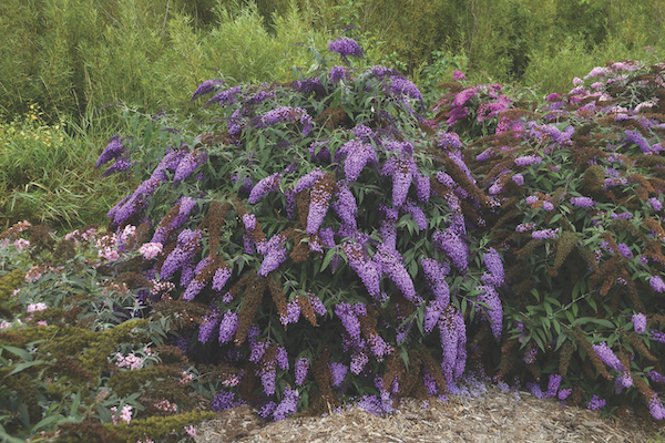 Outsmarting Invasive Plants