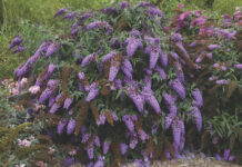 Buddleia Violet
