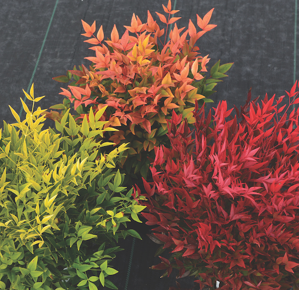 Outsmarting Invasive Plants
