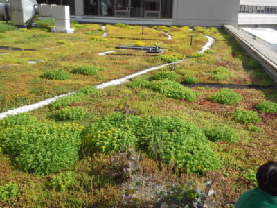 Green Roof Installation