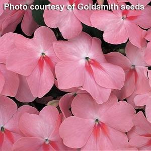 Annuals