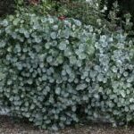 Native Plants