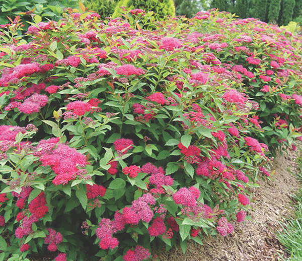 Spirea