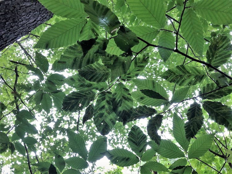 Beech Leaf Disease BLD