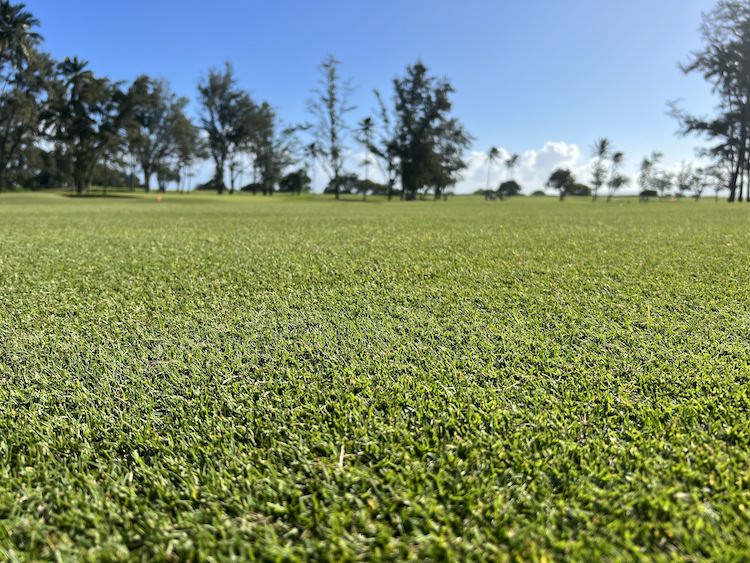 paspalum