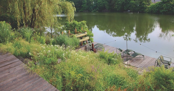 landscape design-build, lawn alternatives