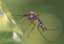 mosquito control