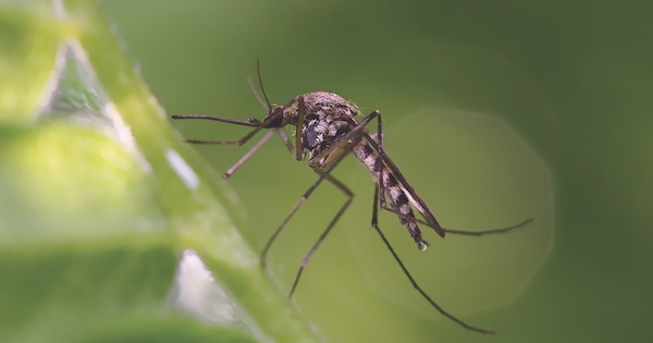 mosquito control